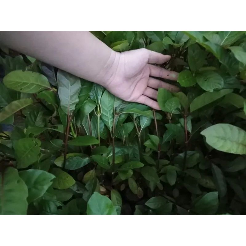 Cây gáo vàng cây đẹp. mua 1 tặng 1.