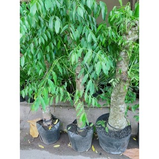 (Hỏa Tốc) Cóc Thái Gốc Cổ Thụ 1m2-1m5