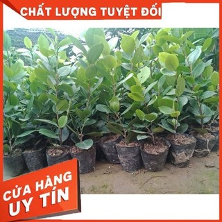 Cây Giống Trà My cao tầm 40cm bầu rễ ổn định đẹp tươi xanh