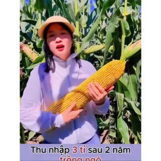 giống Ngô siêu hạt Nhật Bản(siêu hạt,siêu bắp,siêu to) tách túi zip 50h _Phạm  Toại __Chuẩn giống