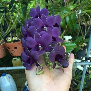 Denro Ngọc Trai Đen, chậu cây trưởng thành, nhiều thân,dể trồng dể hoa