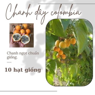 Hạt giống Chanh leo ngọt Colombia