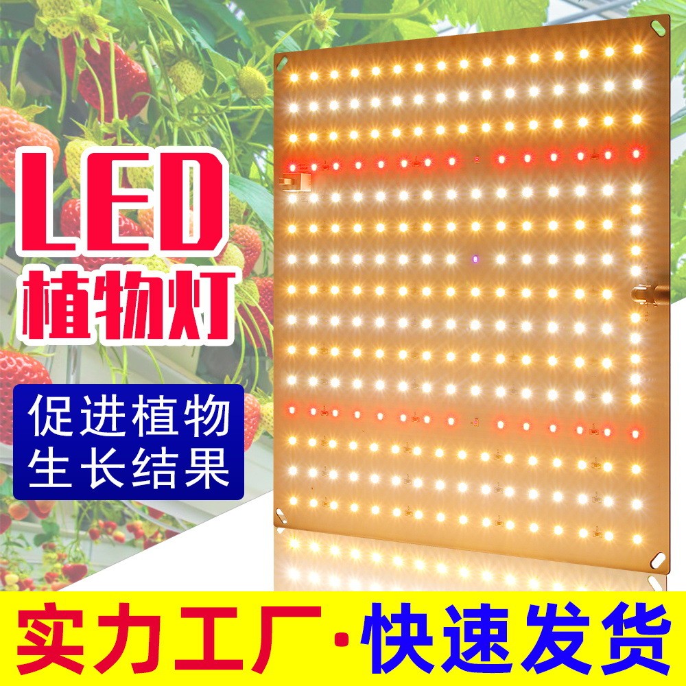 Phát triển Đèn led mọng nước Lấp đầy ánh sáng 50W Full Spectrum Đèn tăng trưởng thực vật Bảng lượng 