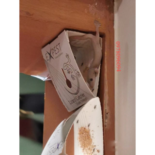 1 Keo Bắt Thằn Lằn Keo Dính Thằn Lằn Keo Dán Thạch Sùng Keo Bẫy Thằn Lằn Keo Diệt Thằn Lằn Bẫy Tắc Kè