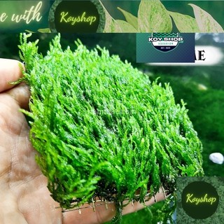 Rêu Flame - Rêu lửa || Dòng rêu thuỷ sinh đẹp, dễ trồng cây thật thuần nước 100%
