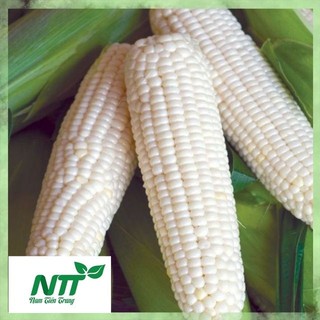 Hạt giống Bắp Nếp Nù TN