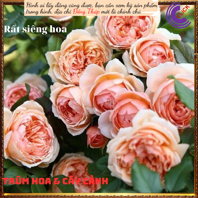 Chậu hoa hồng Masora cam mơ siêu đẹp ️️🥁Vườn Đẹp Nhà Xinh