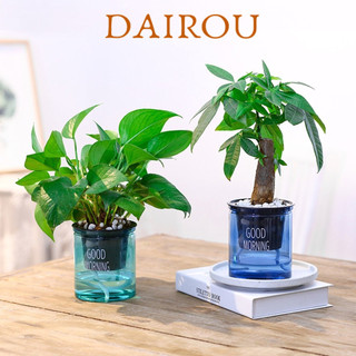Nồi trồng cây tự động DAIROUPlastic, dung tích lớn, siêu bền, tiện lợi