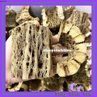 Lũa Teddy Bear Cholla Cho Tép Cảnh (Cắt Khúc)