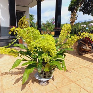 Lan vũ nữ hoàng hậu xanh cây giống _Chuẩn giống tốt