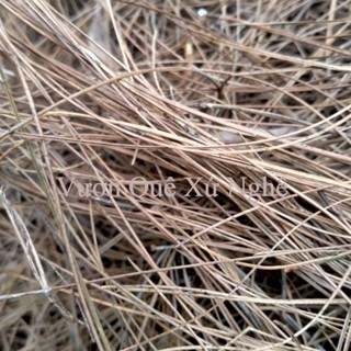 Lá thông khô tự nhiên túi 1kg dùng lót chậu hoa, trang trí vườn nhà, decoe làm đồ handmade