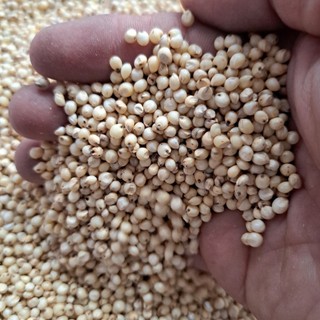 Hạt bobo trắng cho gà đá, hamster, chim cu gáy, vẹt dinh dưỡng cao túi 1kg