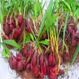 Sâm Đại Hành Củ Loại 1 -sp4