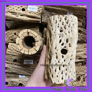 Lũa Teddy Bear Cholla Cho Tép Cảnh (Cắt khúc)