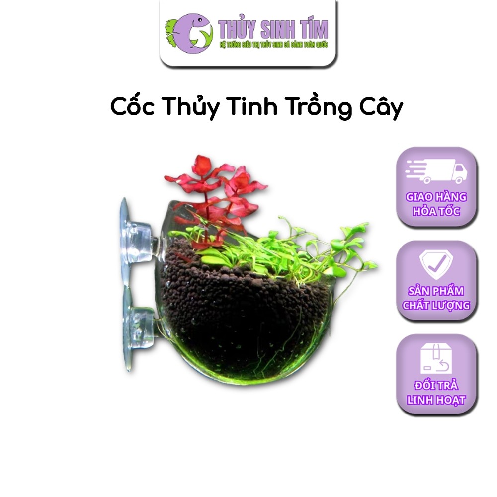 Cốc Thủy Tinh Trồng Cây Thủy Sinh