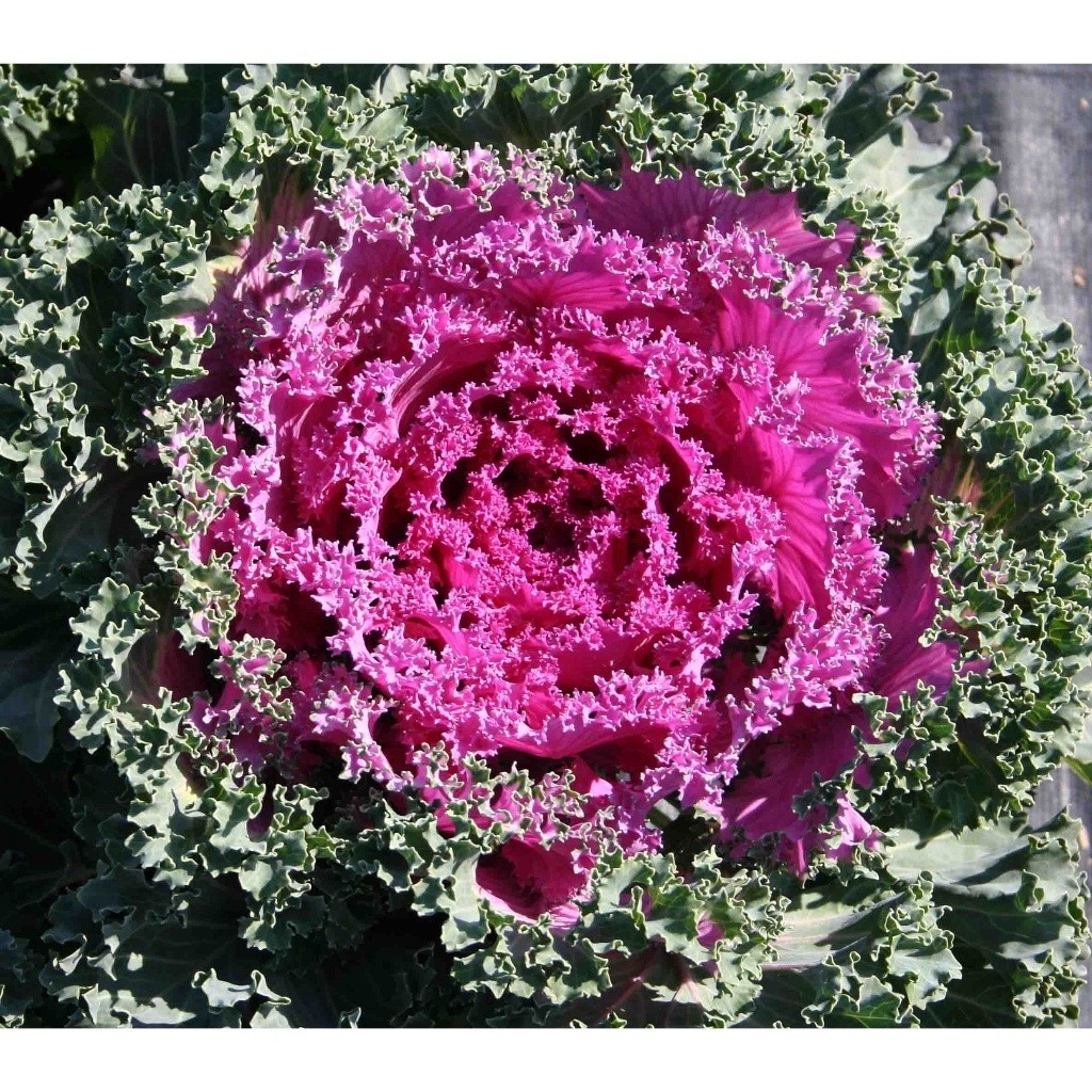 Hạt giống kale hoa hồng Nagoya Rose (tặng kèm phân kích rễ+quà tặng)