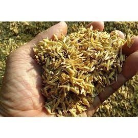 1kg Trấu Lót Ổ Gà Rutin Trấu Lót Chuồng Gà Rutin Trấu Làm Phân Bón Trấu Đệm Lót ổ Gà Đẻ Trấu Khô Cho