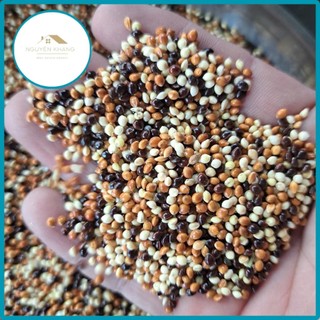  Cỏ thái 3 màu túi 1kg chim cu gáy yến phụng vẹt và các dòng chim sẻ 