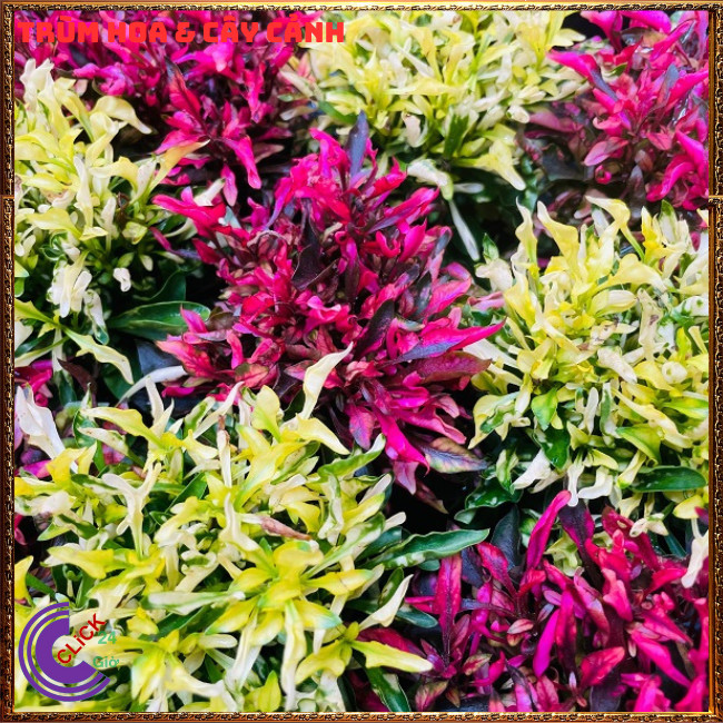 COMBO 2 CHẬU CÂY KỶ ĐỎ DỀN XANH CHUYÊN TRỒNG NỀN PHỐI CẢNH TẠO KHỐI️💄Siêu thị KM