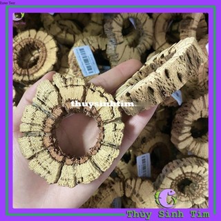 Lũa Teddy Bear Cholla Cho Tép Cảnh (Cắt khúc)