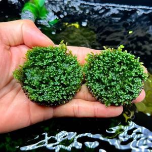 Thảm Rêu Minifiss 5x5cm - Đá Fiss - Trải Nền - Tép Màu Quận 3