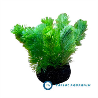 Trang trí bể cá - Cây thủy sinh: Rong la hán XANH cấy giá thể