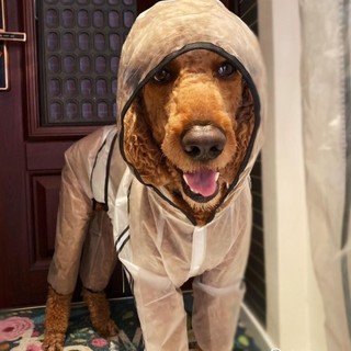 Áo Mưa Trong Suốt Cho Chó Áo Mưa Thú Cưng Chống Thấm Nước Full Cover Mèo Áo Khoác Quần Áo Lớn Cho Chó Shih Tzu Golden Retriever Phụ Kiện