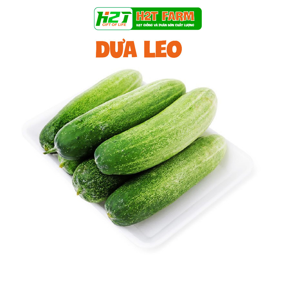 Hạt Giống Dưa Leo, Dưa Chuột Nhật, Dưa Leo Baby Chùm  - hatgiongbonmua