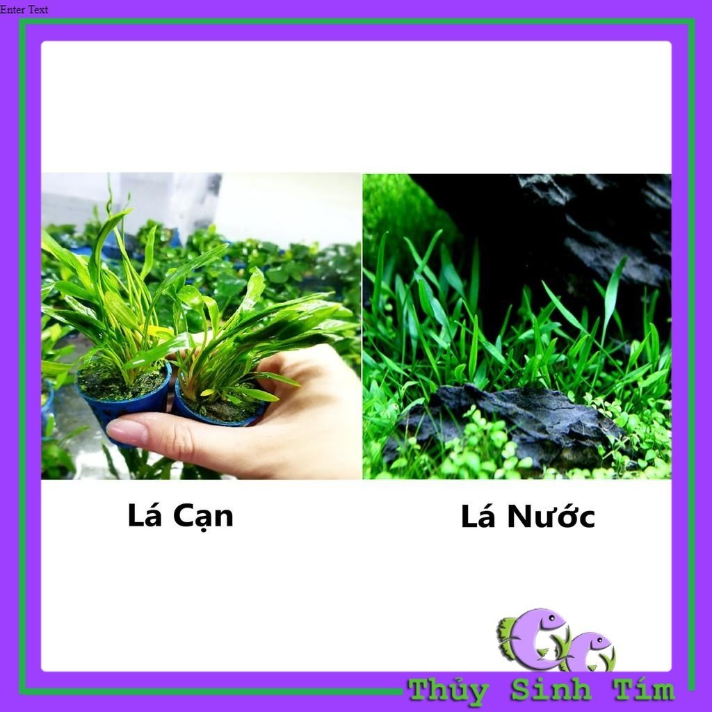 Tiêu Thảo Mũi Tên ( CÂY THỦY SINH )