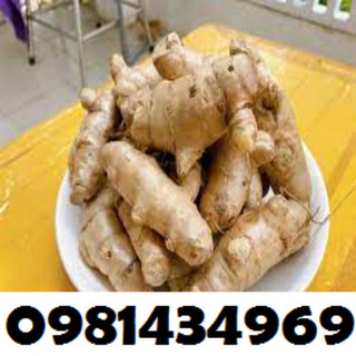 50 củ ngải chống độc giống chuẩn khỏe