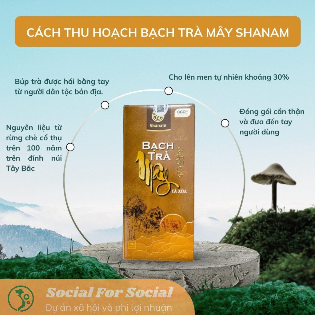 BẠCH TRÀ MÂY HỘP 50G - TRÀ SHAN TUYẾT CỔ THỤ