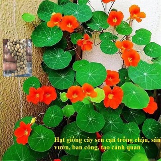Hạt giống cây hoa sen cạn trồng chậu, sân vườn tạo cảnh quan, ban công tuyệt đẹp - Hạt giống cây trồng giá tốt