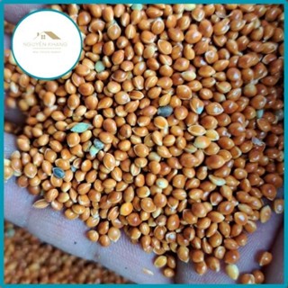 Hạt kê lớn nhỏ, kê đỏ hạt bóng túi 1kg cho chim cu gáy, Vẹt, chim Yến Phụng, chim cảnh, Hamster và các dòng chim sẻ