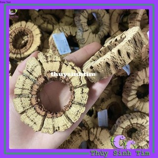 Lũa Teddy Bear Cholla Cho Tép Cảnh (Cắt Khúc)