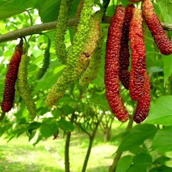 [TRÚC VŨ FARM NÔNG SẢN] giống cây dâu quả dài đài loan chuẩn giống