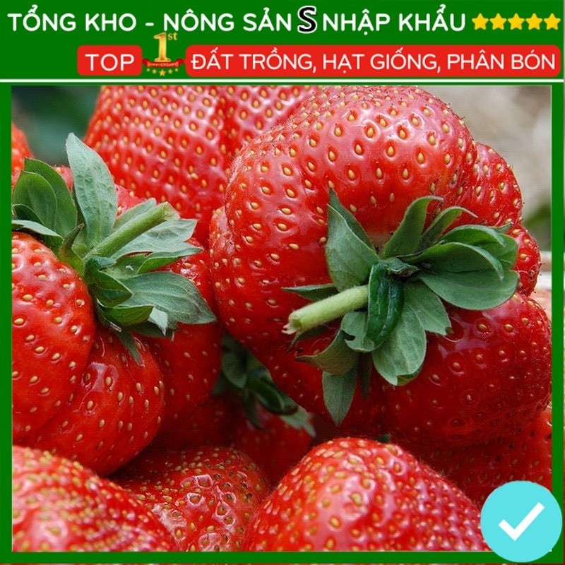 hạt giống dâu tây khổng lồ F1 loại chịu nhiệt dễ Trồng dễ Chăm Sóc Tỉ Lệ Nảy Mầm Cao gói 50 hạt