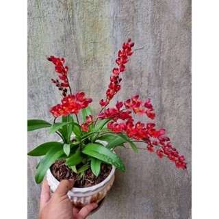 Lan Vũ Nữ Lavar Ngọc Đỏ rễ trần _Chuẩn giống tốt