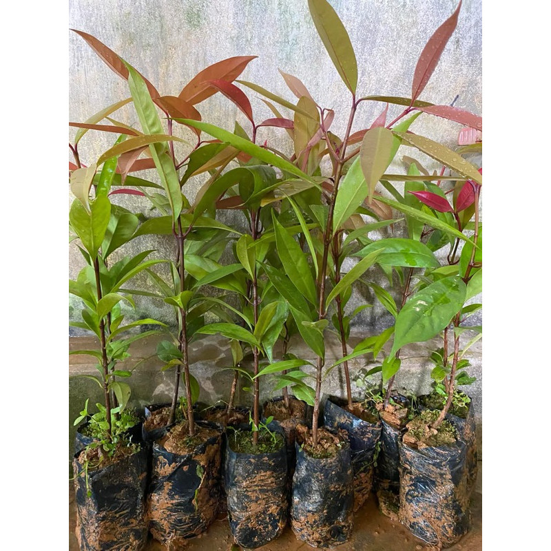 Cây Bứa mủ vàng- CÂY NHƯ HÌNH ĐĂNG