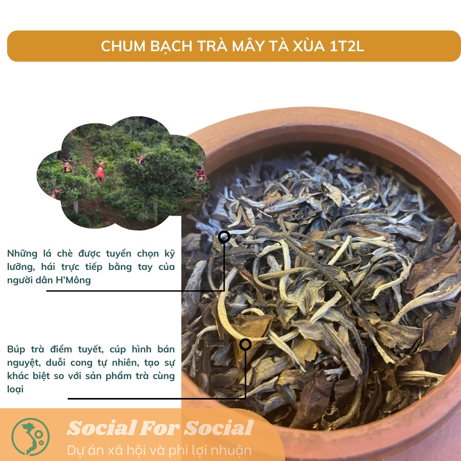 BẠCH TRÀ MÂY TÀ XÙA TÚI 100G - TRÀ SHAN TUYẾT CỔ THỤ