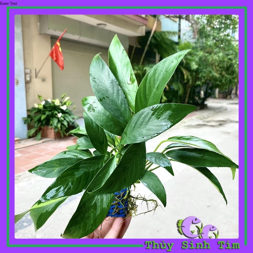 Cây Ráy Lá Dài [Cây Thủy Sinh]