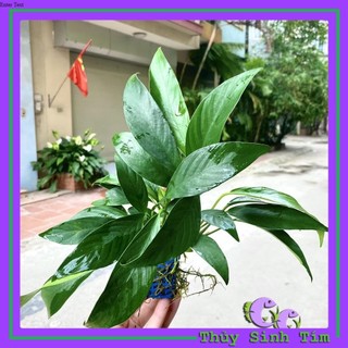 Cây Ráy Lá Dài [Cây Thủy Sinh]