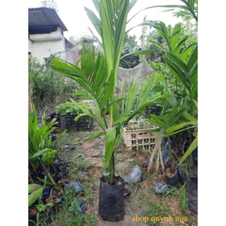 CÂY CAU TỨ QUÝ - CÂY 3 NĂM TUỔI cây choai to cao 60cm -1m