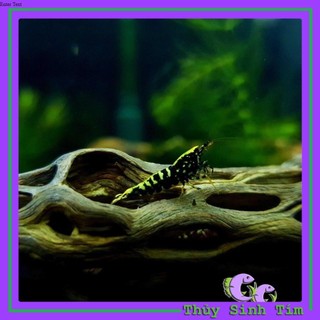 Lũa Cholla - Lũa Xương Rồng Cho Tép Cảnh
