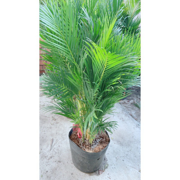 [hỏa Tốc] Bụi Cau Kiểng Đài Loan 80cm