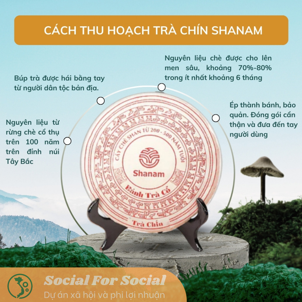Bánh Trà Chín Shanam - Trà Shan Tuyết Cổ Thụ Việt Nam Trên 100 Năm Tuổi, Giúp Ngủ Ngon, Tiêu Hoá Tốt