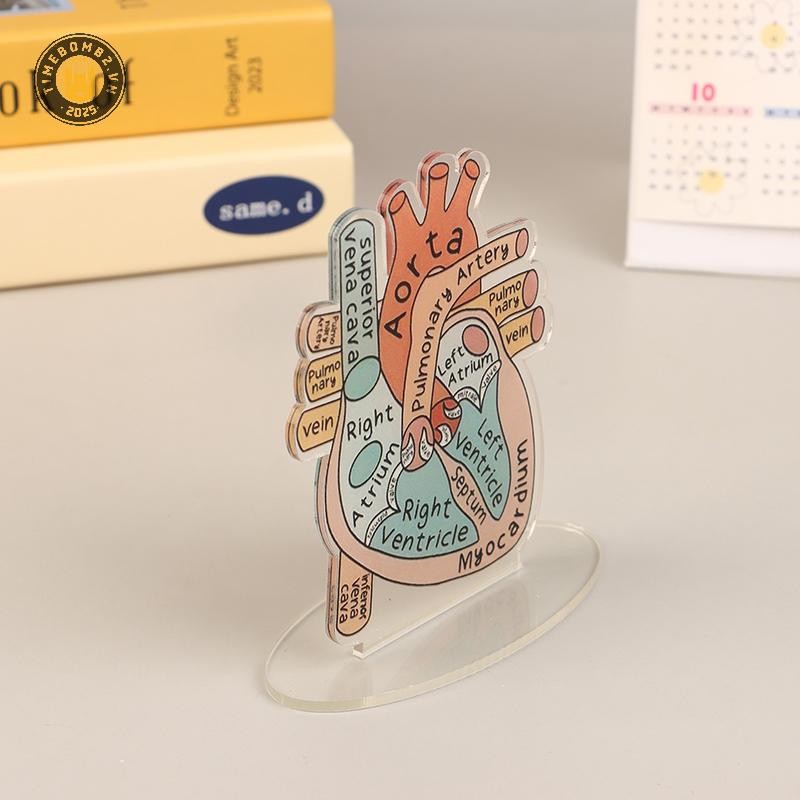 {TB & Bag} Mô hình Acrylic giải phẫu trái tim 2D - Công cụ giảng dạy giáo dục và trang trí cho văn p