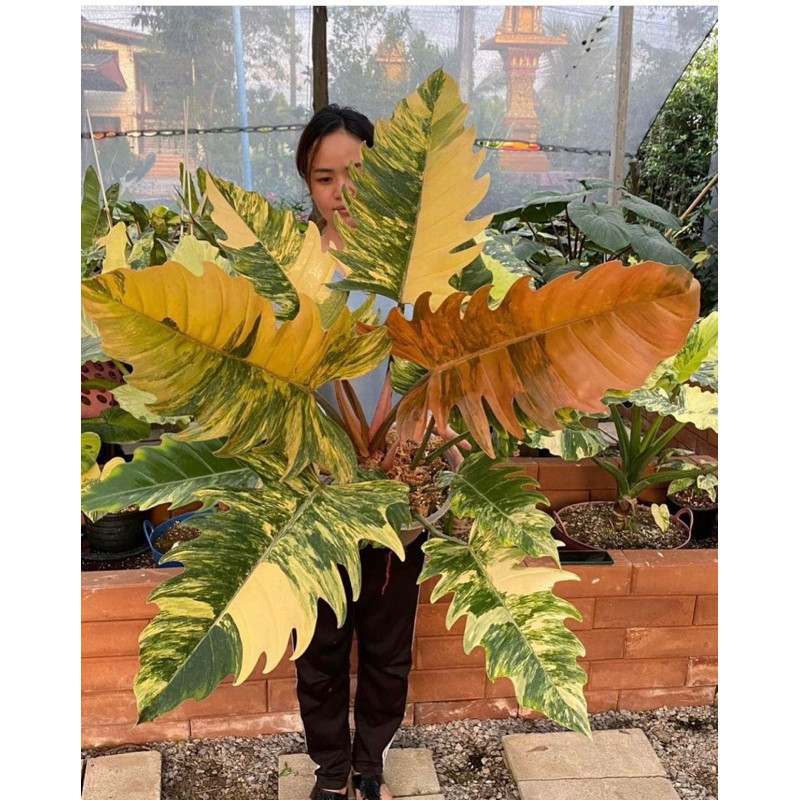 Philodendron Caramelmarble Variegated - chậu cứng caramel var - Chuyên Giống Cây Cảnh