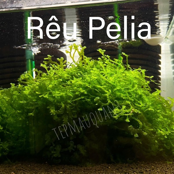 Rêu Pelia Cho Hồ Tép Thuỷ Sinh - Tép Màu Quận 3