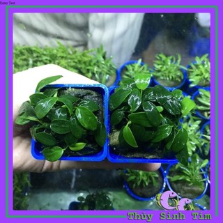 Ráy Nana Tàu [Cây Thủy Sinh Gắn Giá Thể]