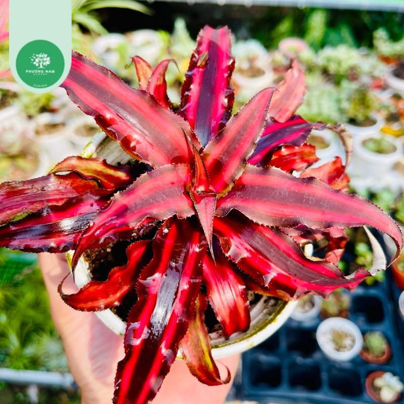 Dứa tiểu phụng đỏ size lớn